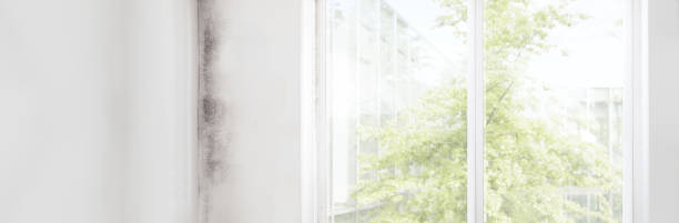 Best Mold Damage Restoration  in Santa Fe, TX